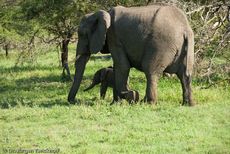 Afrikanischer Elefant (95 von 131).jpg
